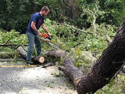 Best Tree Maintenance Programs  in Garden Grove, CA