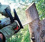 Trusted Garden Grove, CA Tree Care Experts
