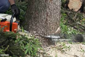Best Tree Maintenance Programs  in Garden Grove, CA